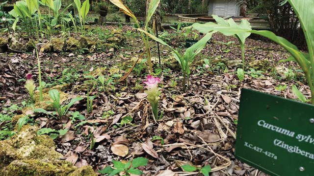 Spesies Zingiberaceae. Foto: BRIN