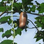 Buah Cassabanana. Foto: Inaturalist.