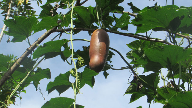 Buah Cassabanana. Foto: Inaturalist.