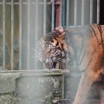 Harimau Sumatra 'Puti Malabin'. Foto: KLHK