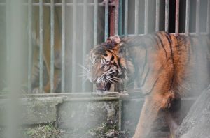 Harimau Sumatra 'Puti Malabin'. Foto: KLHK