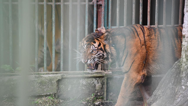 Harimau Sumatra 'Puti Malabin'. Foto: KLHK