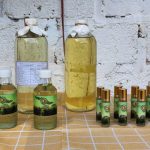 Peneliti BRIN mengembangkan tanaman kayu putih di Papua. Foto: BRIN