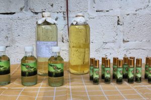 Peneliti BRIN mengembangkan tanaman kayu putih di Papua. Foto: BRIN