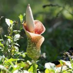 Umbi porang. Foto: Inaturalist