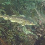 Ikan kod atlantik. Foto: Inaturalist