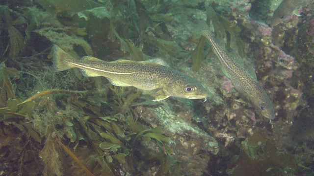 Ikan kod atlantik. Foto: Inaturalist