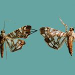 Ngengat Glyphodes nurfitriae. Foto: Jurnal Zootaxa