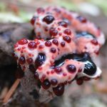 Devil's Tooth. Foto: Inaturalist