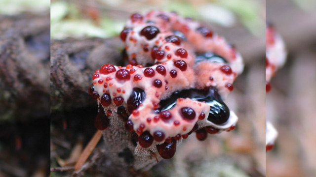 Devil's Tooth. Foto: Inaturalist
