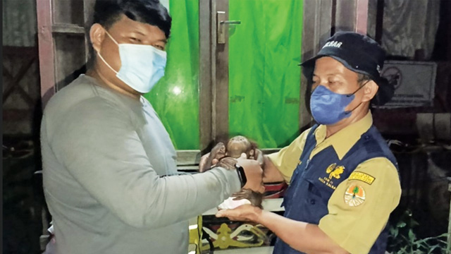 BKSDA Kalbar menyelamatkan bayi orang utan tanpa induk. Foto: KLHK