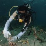 Kegiatan transplantasi terumbu karang di Pulau Apimasum, Teluk Wondama, Papua Barat. Foto: KLHK