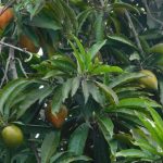 Campolay. Foto: Inaturalist