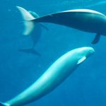 Neophocaena phocaenoides. Foto: P. Baillehache