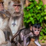 Ilustrasi hewan yang dapat menularkan penyakit zoonosis. Foto: Freepik