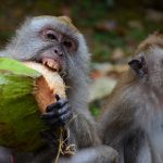 Ilustrasi satwa liar. Foto: Freepik