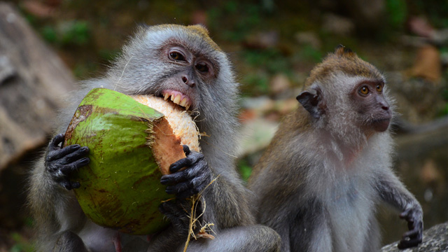 Ilustrasi satwa liar. Foto: Freepik