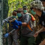 Pelepasliaran satwa liar di Taman Nasional Bukit Barisan Selatan. Foto: YIARI