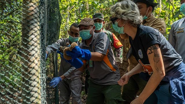 Pelepasliaran satwa liar di Taman Nasional Bukit Barisan Selatan. Foto: YIARI