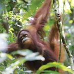 Pelepasliaran orang utan di Taman Nasional Betung Kerihun Danau Sentarum (TNBKDS). Foto: KLHK