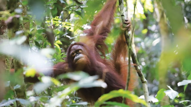 Pelepasliaran orang utan di Taman Nasional Betung Kerihun Danau Sentarum (TNBKDS). Foto: KLHK