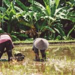 Percepatan benih bioteknologi dapat mengatasi krisis pangan. Foto: Freepik