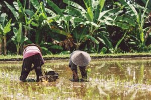 Percepatan benih bioteknologi dapat mengatasi krisis pangan. Foto: Freepik