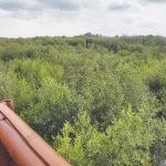 YKRI akan menambah jenis tanaman mangrove dari seluruh Indonesia di Kebun Raya Mangrove (KRM) Surabaya. Foto: Bappeda Litbang Surabaya