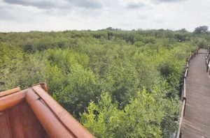 YKRI akan menambah jenis tanaman mangrove dari seluruh Indonesia di Kebun Raya Mangrove (KRM) Surabaya. Foto: Bappeda Litbang Surabaya
