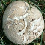 Agaricus bernardii. Foto: Inaturalist