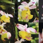 Anggrek kuku macan. Foto: BRIN