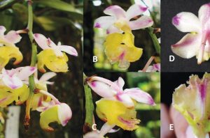 Anggrek kuku macan. Foto: BRIN