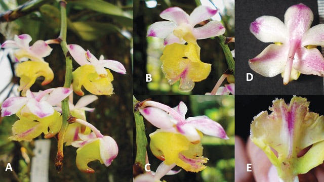 Anggrek kuku macan. Foto: BRIN