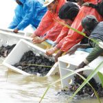 Pelepasliaran kura-kura moncong babi (Carretochelys insculpta) di hutan adat Kampung Nayaro, Kabupaten Mimika, Papua Tengah. Foto: KLHK