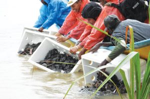 Pelepasliaran kura-kura moncong babi (Carretochelys insculpta) di hutan adat Kampung Nayaro, Kabupaten Mimika, Papua Tengah. Foto: KLHK