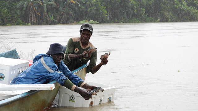 Pelepasliaran kura-kura moncong babi (Carretochelys insculpta) di hutan adat Kampung Nayaro, Kabupaten Mimika, Papua Tengah. Foto: KLHK