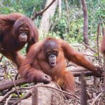 Konservasi orang utan. Foto: BOS Foundation