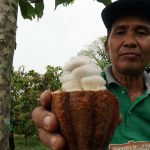 YKAN membantu petani Berau meningkatkan kualitas dan harga kakao. Foto: YKAN