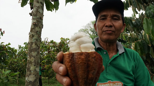 YKAN membantu petani Berau meningkatkan kualitas dan harga kakao. Foto: YKAN