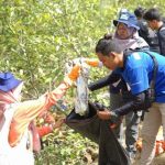 Penanaman bibit mangrove dan bebersih sampah di Banyuwangi. Foto: UGM