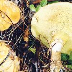 Suillus grevillei. Foto: Inaturalist