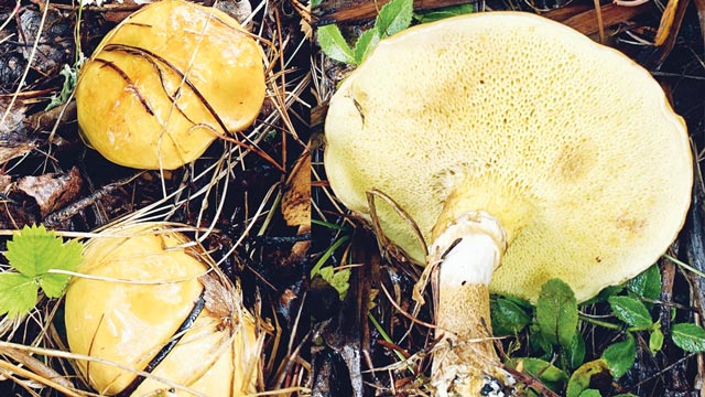 Suillus grevillei. Foto: Inaturalist