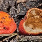 Scarlet Berry Truffle. Foto: Inaturalist