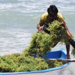 Pengembangan modeling budidaya rumput laut di Maluku. Foto: KKP