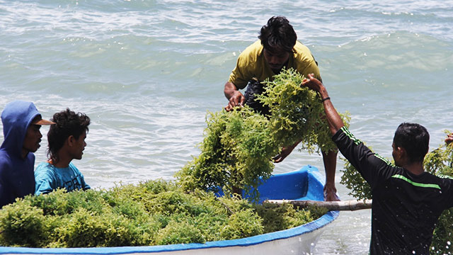 Pengembangan modeling budidaya rumput laut di Maluku. Foto: KKP