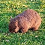 Wombat. Foto: Inaturalist
