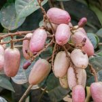 Buah safou. Foto: Inaturalist