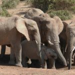 Loxodonta africana. Foto: Inaturalist