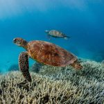 Ilustrasi populasi satwa liar. Foto: theundertow.ocean & @diversforclimate