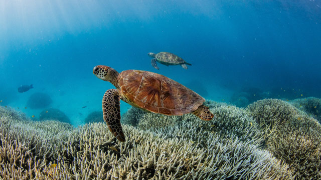 Ilustrasi populasi satwa liar. Foto: theundertow.ocean & @diversforclimate